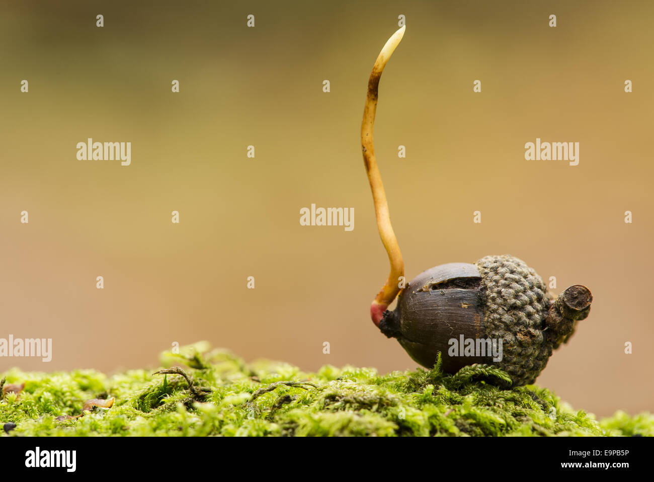 Common Oak (Quercus robur) acorn, germinating, Kent, England, October Stock Photo