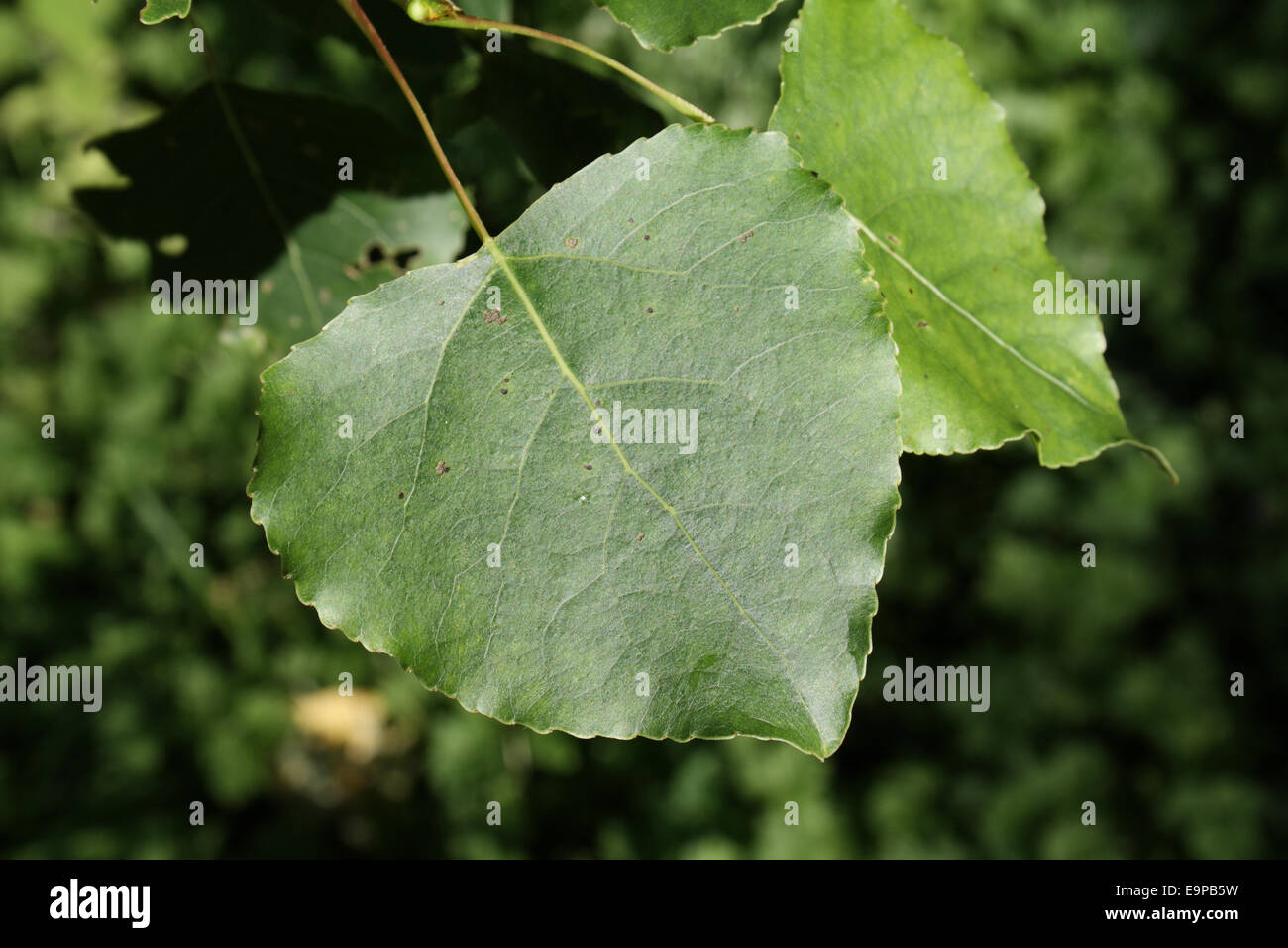 Hybrid Black Poplar (Populus x canadensis) close-up of leaf, growing in woodland, Vicarage Plantation, Mendlesham, Suffolk, England, July Stock Photo