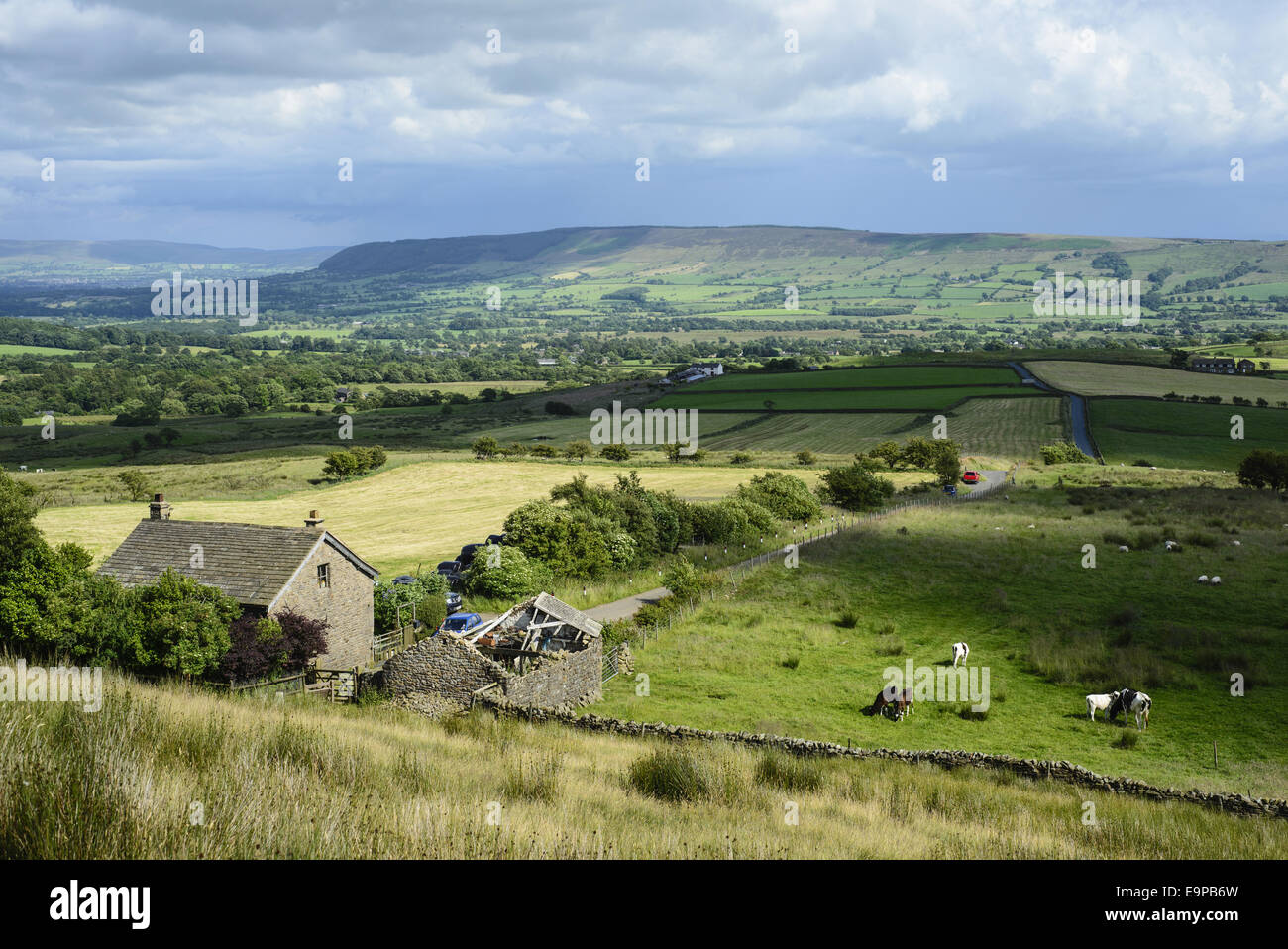 Cattle grazing in distant hi-res stock photography and images - Alamy