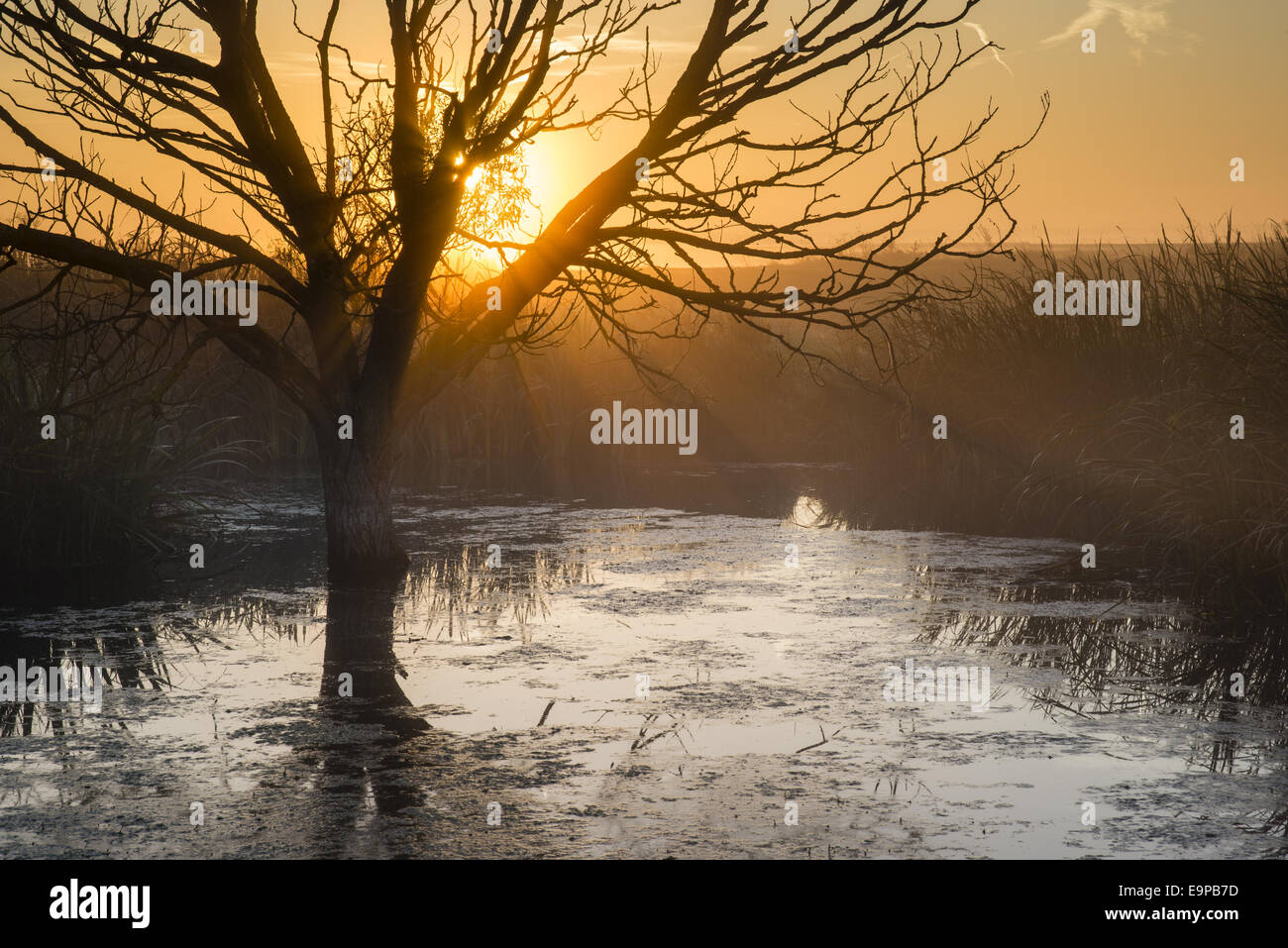 Tree in pool silhouetted at sunrise, Elmley N.N.R., Isle of Sheppey, Kent, England, October Tree in pool silhouetted at sunrise, Elmley N.N.R., Isle of Sheppey, Kent, England, October