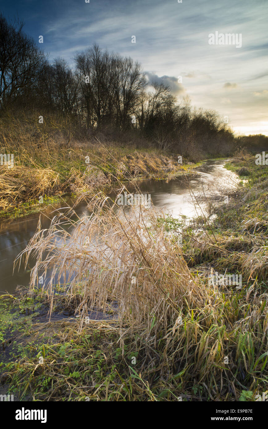 Riverbank habitat on river tributary, Little Stour, Canterbury, Kent ...