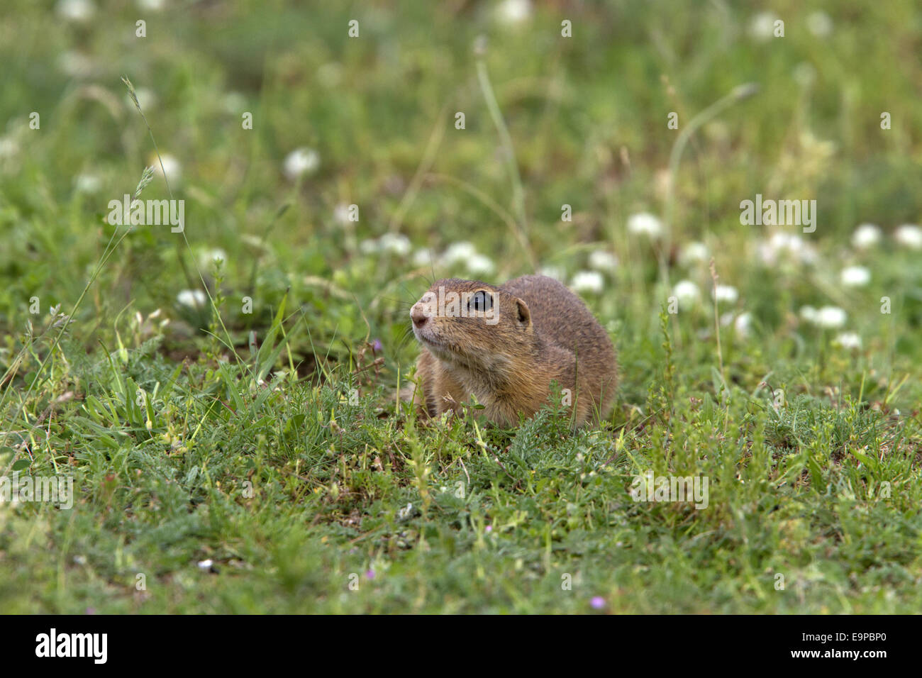 European Suslik - Bulgaria Stock Photo - Alamy