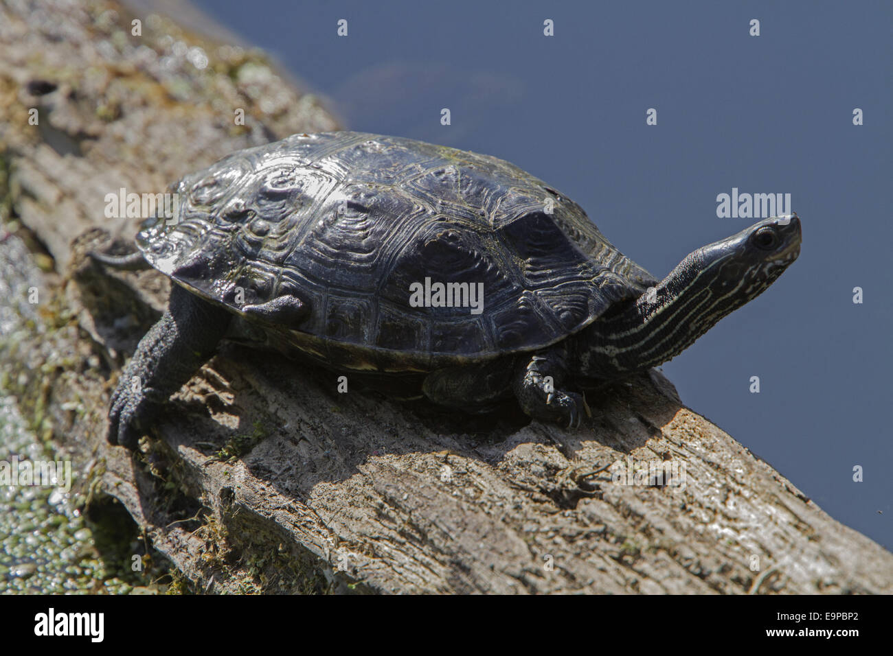 Stripe necked Terrapin or Caspian Turtle resting on log. - Bulgaria Stock Photo