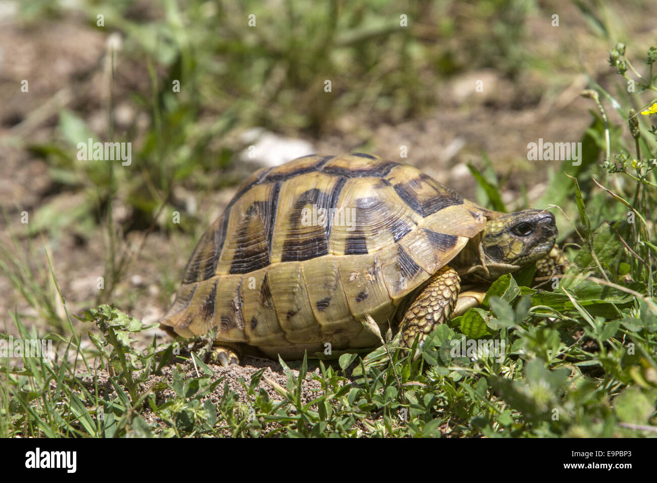 Eastern Hermann's tortoise - Bulgaria Stock Photo - Alamy