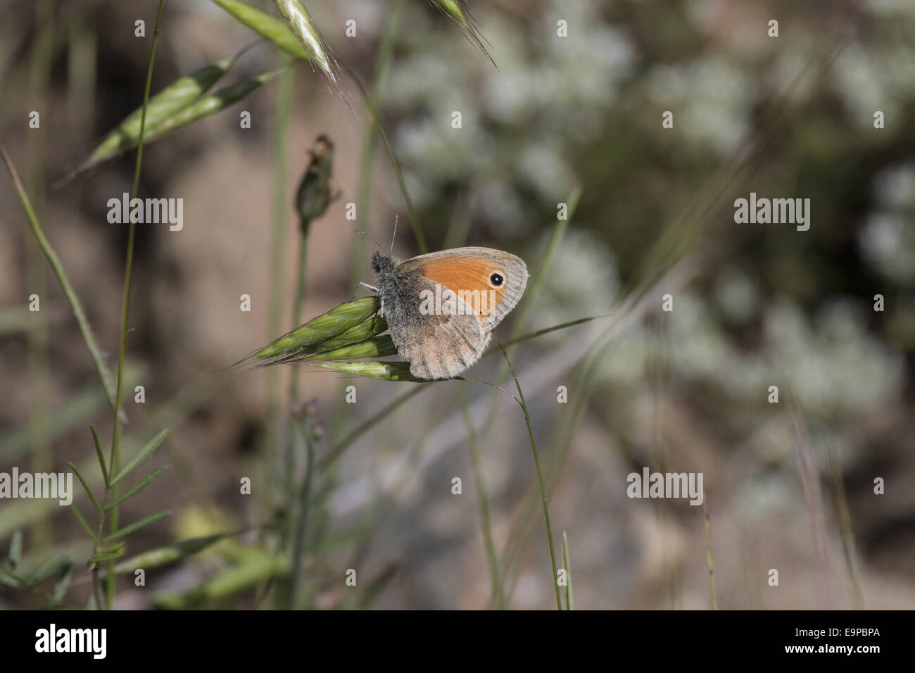 Small Heath Butterfly Stock Photo