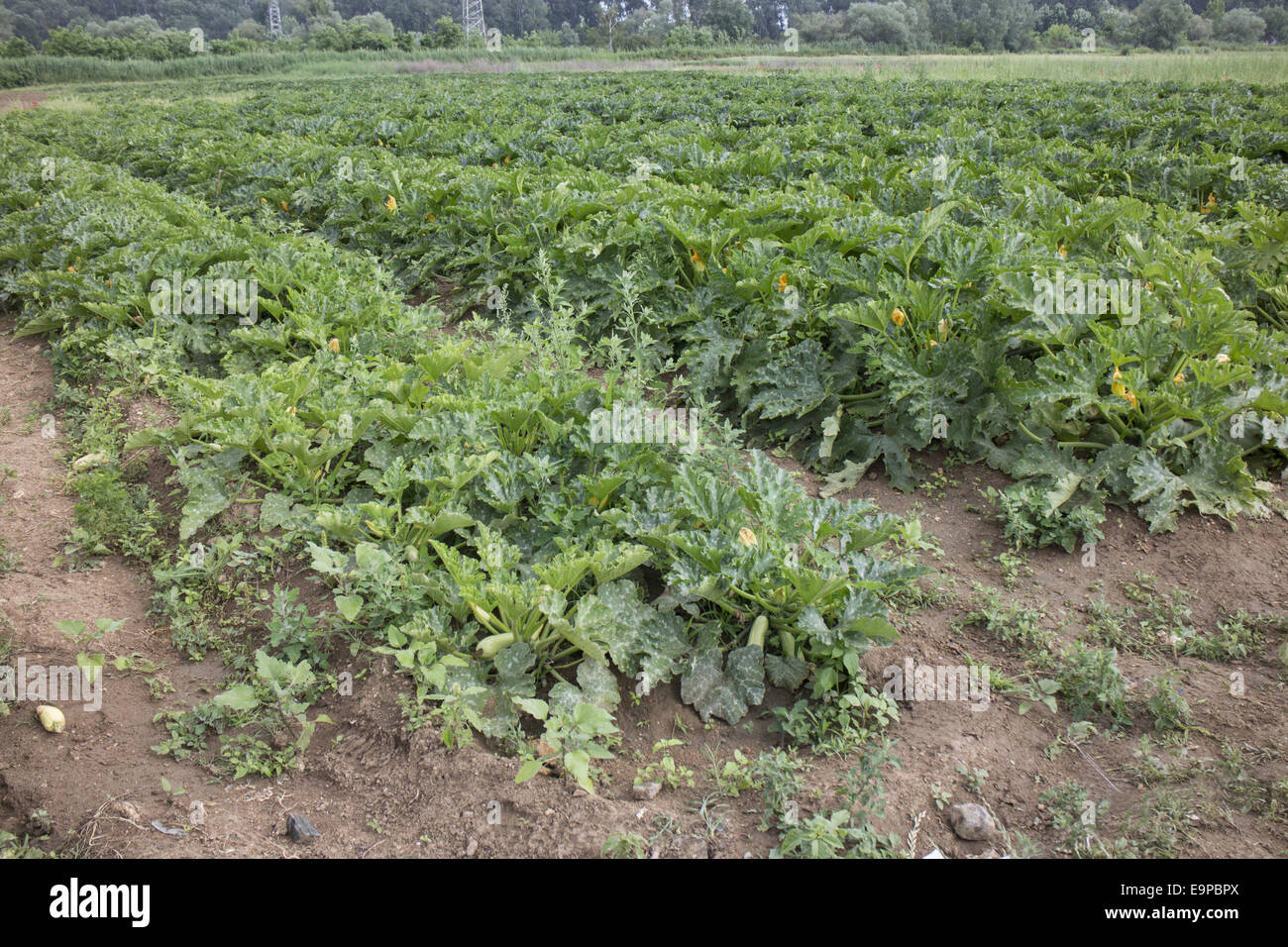 Courgettes or Zucchini are a summer squash they belongs to the species Cucurbita pepo Stock Photo