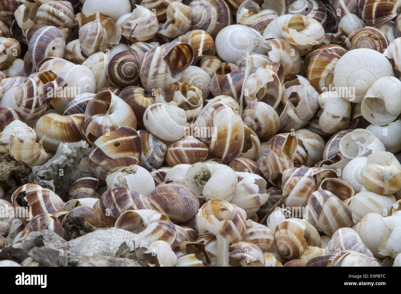 Shells of Helix lucorum is a species of large, edible, air-breathing land snail or escargot, a terrestrial pulmonate gastropod mollusk in the family Helicidae. Commonly found in eastern Europe - Bulgaria. Stock Photo