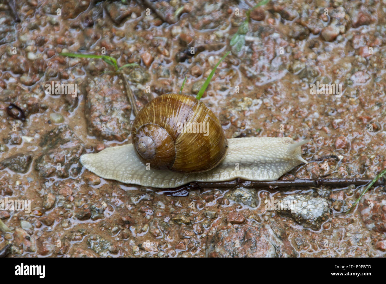 Edible or Roman Snail, Helix pomatia is a species of large, air-breathing land snail or escargot, a terrestrial pulmonate gastropod mollusk in the family Helicidae. Common in Europe - Bulgaria. Stock Photo