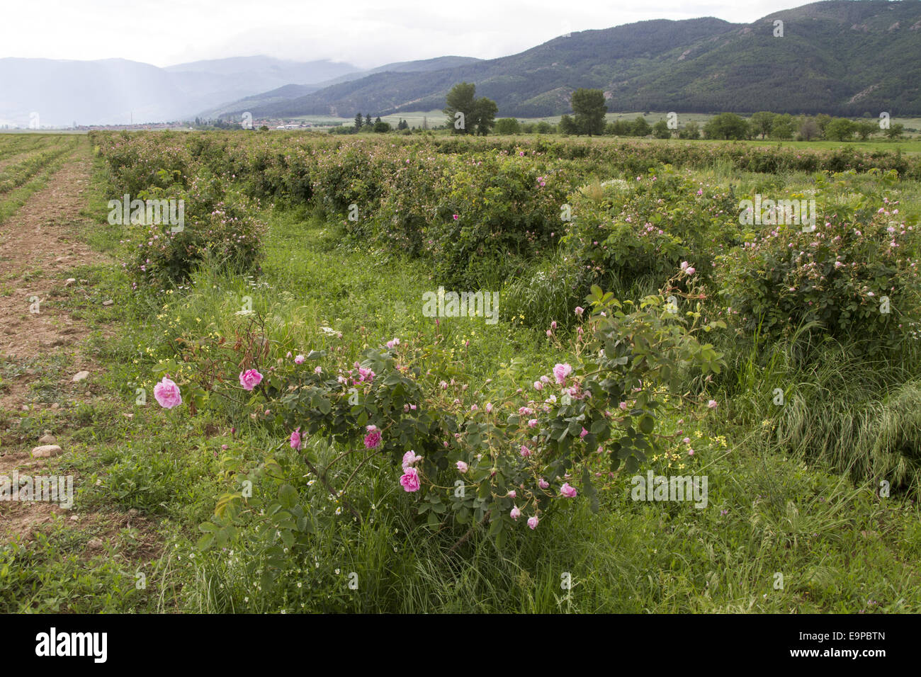 Cultivation of Roses in Rose valley Bulgaria. Rose oil is used in the perfumery industry. Stock Photo