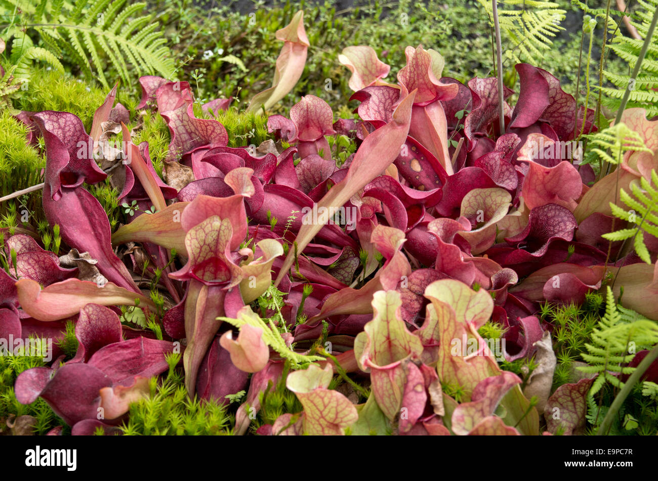 Sarrencenia purpurea Venosa Stock Photo