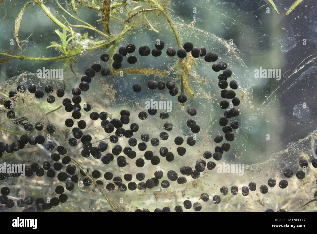 Common Toad Spawn - Bufo bufo Stock Photo