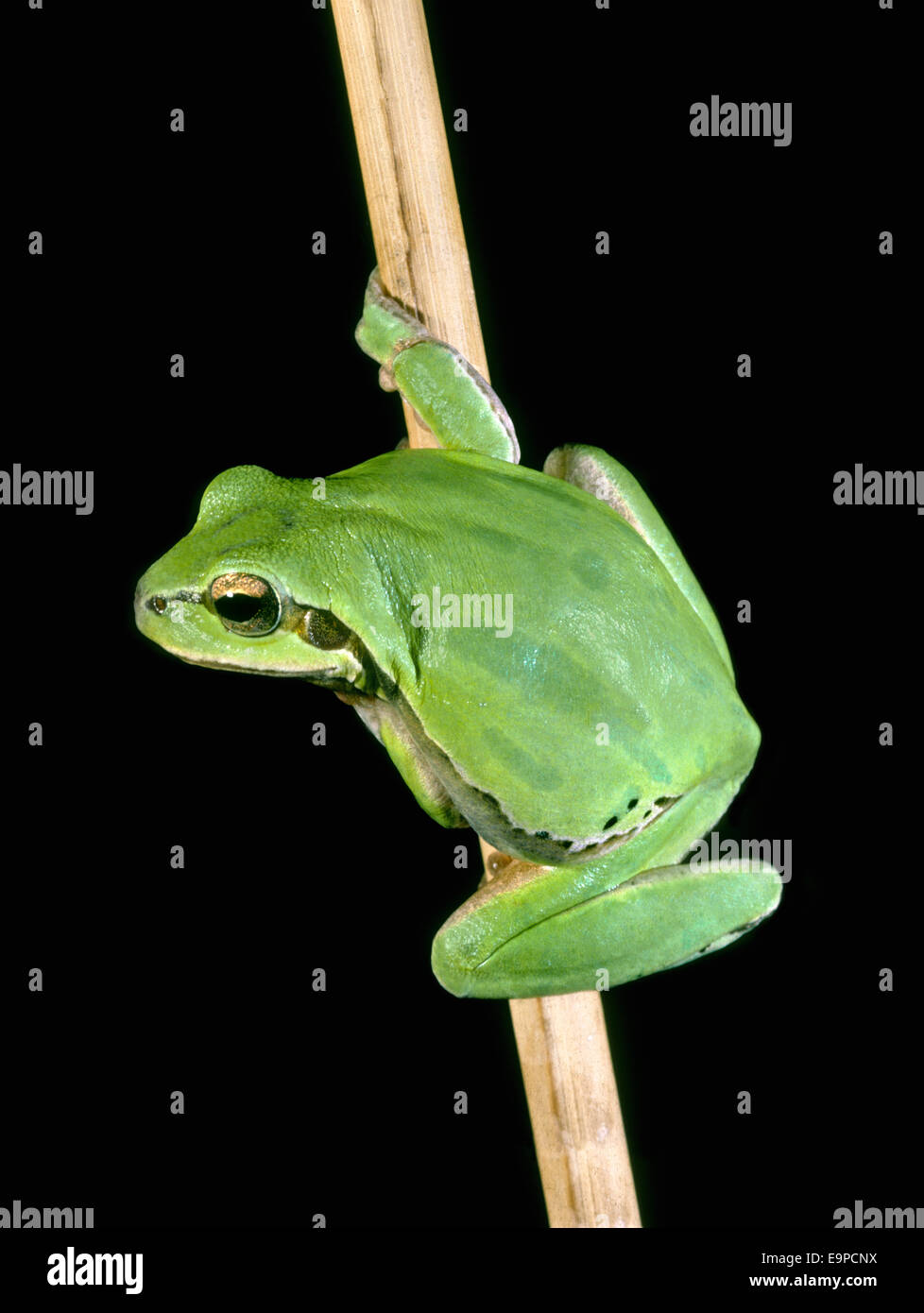 European Tree Frog - Hyla arborea Stock Photo