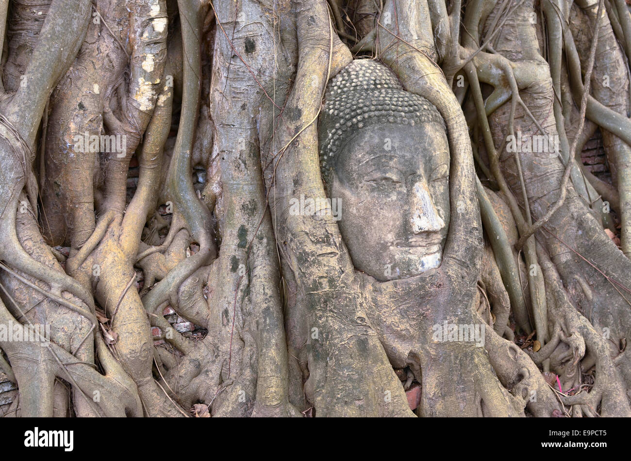 Buddha statue between roots, Wat Mahathat temple, Ayutthaya, Thailand Stock Photo