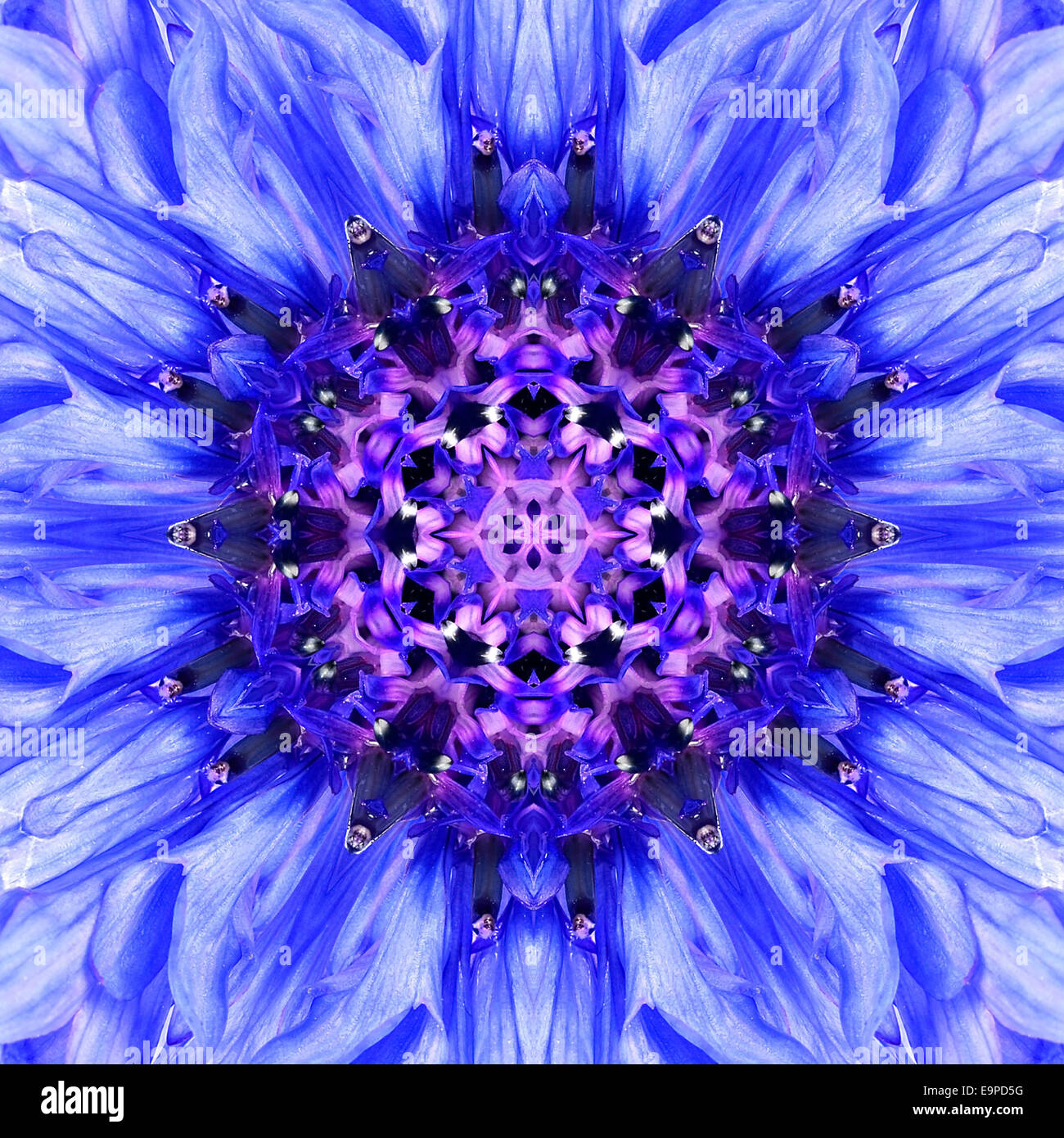 Blue Mandala of Cornflower Flower Center Closeup. Mirrored Concentric Kaleidoscopic Design of
