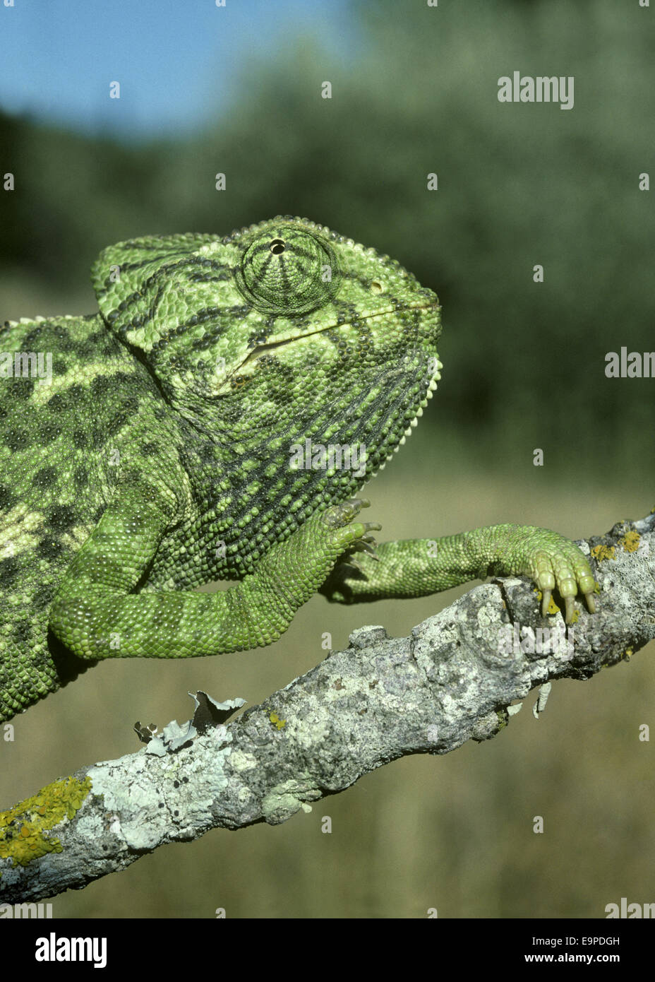 European Chameleon - Chamelo chameleon Stock Photo