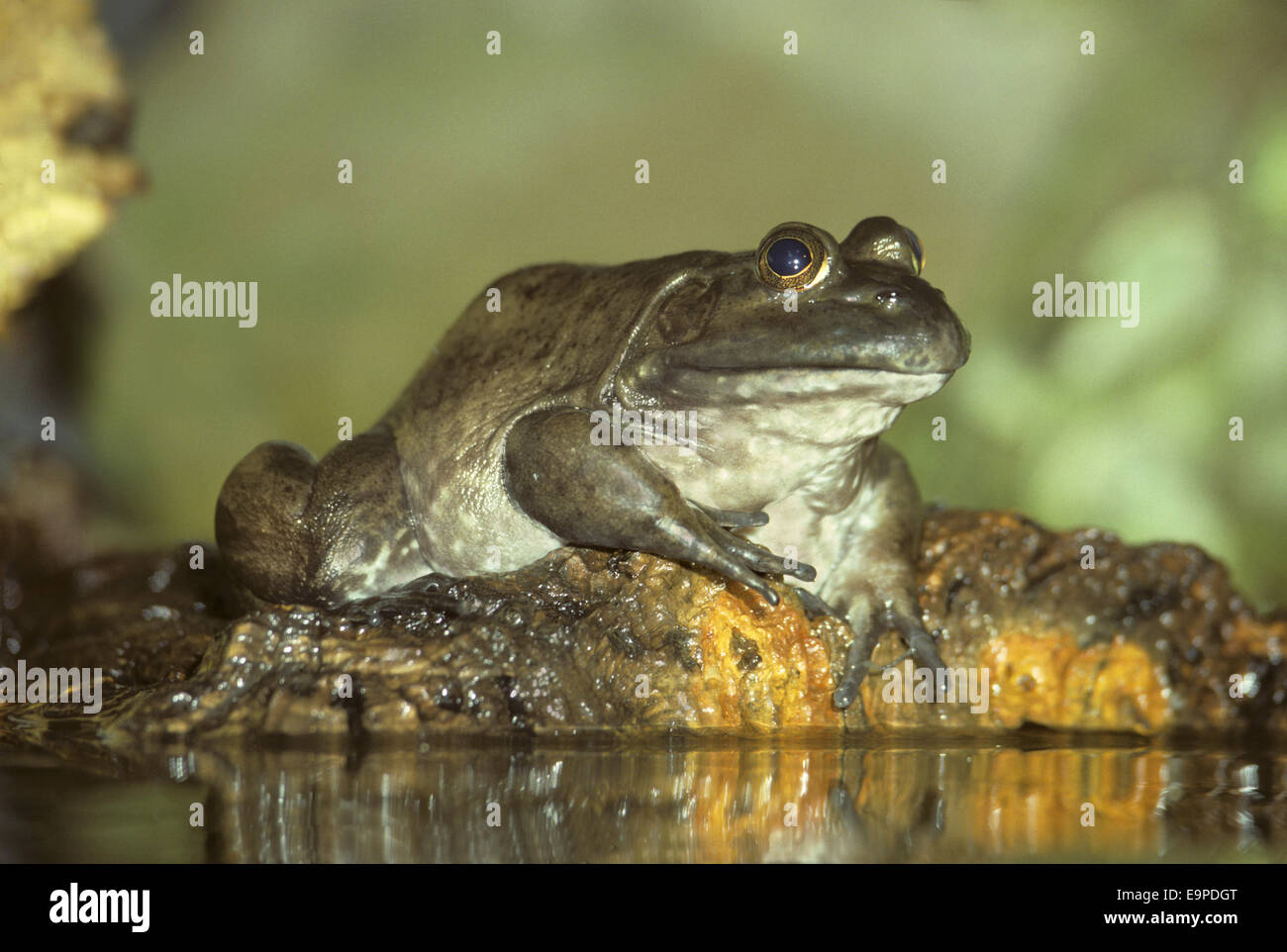 North American Bullfrog - Rana catesbeiana Stock Photo