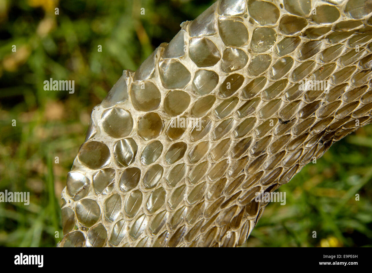 Detail Of A Real Skin Of A Snake With Scales Pattern Stock Photo, Picture  and Royalty Free Image. Image 19801271.