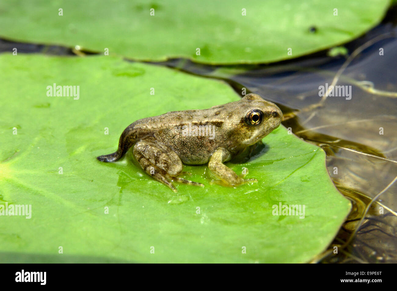 Frog rana amphibian sitting lilypad hi-res stock photography and images ...