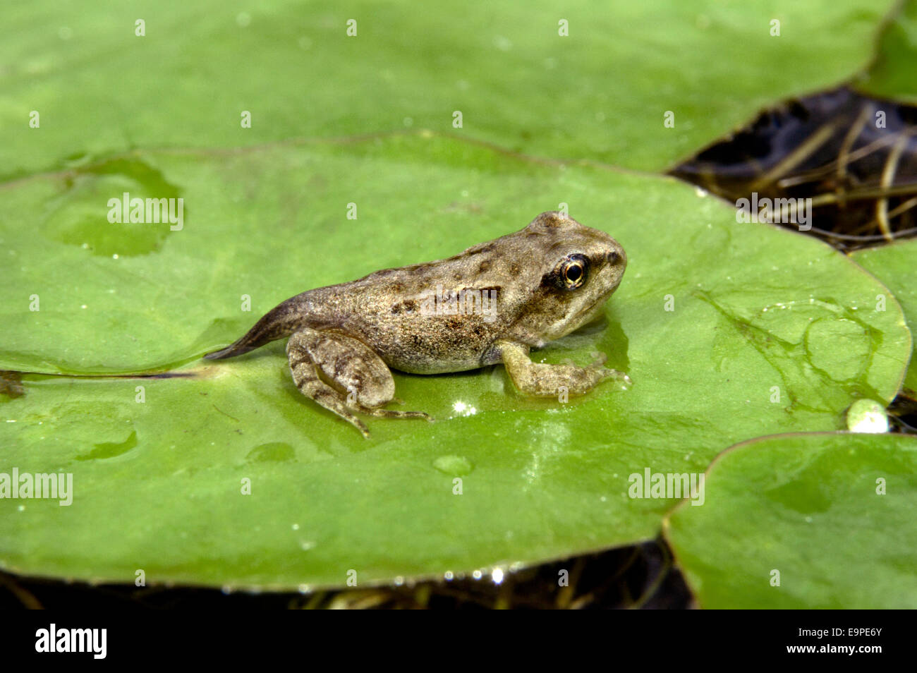 Common Frog Rana temporaria Stock Photo Alamy