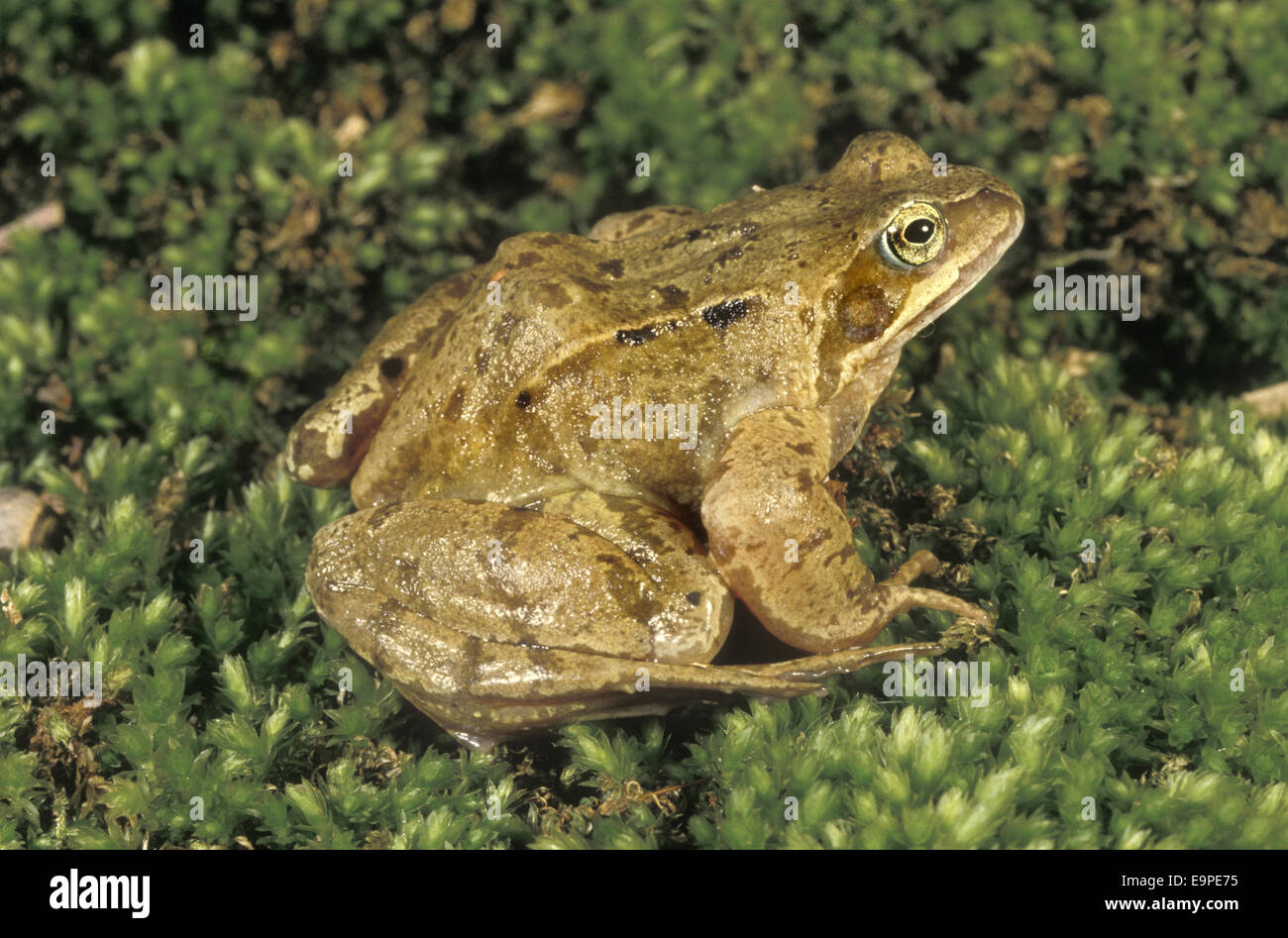 Common Frog Rana temporaria Stock Photo Alamy