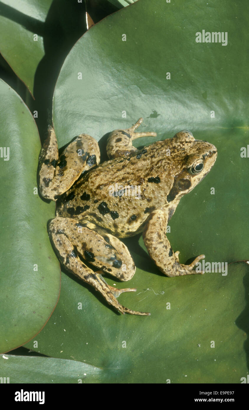 Common Frog Rana temporaria Stock Photo Alamy