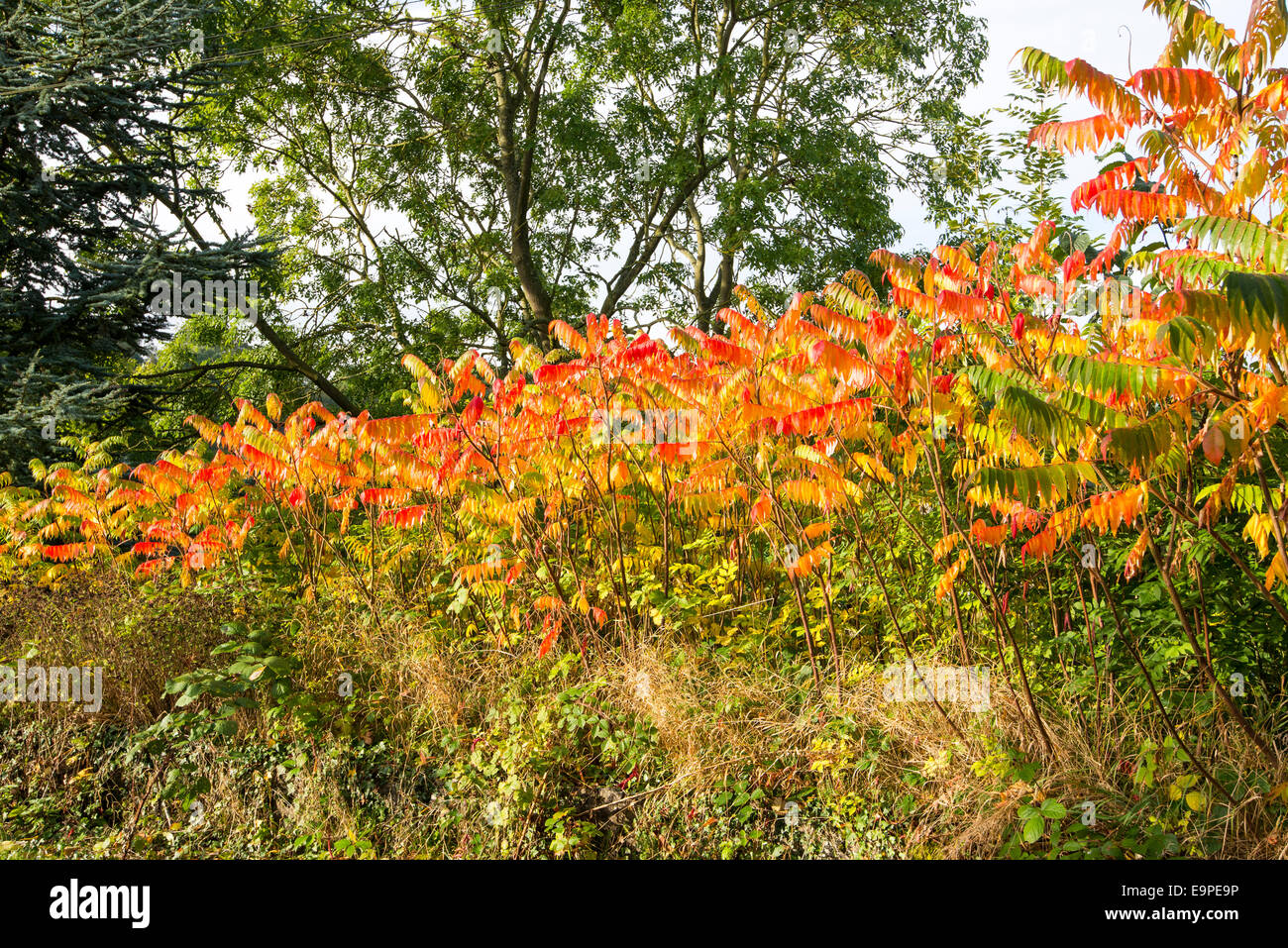 Rhus Typhina (Stags Horn Sumach) with many coloured leaves growing among other trees and shrubs. Autumn colour. Stock Photo