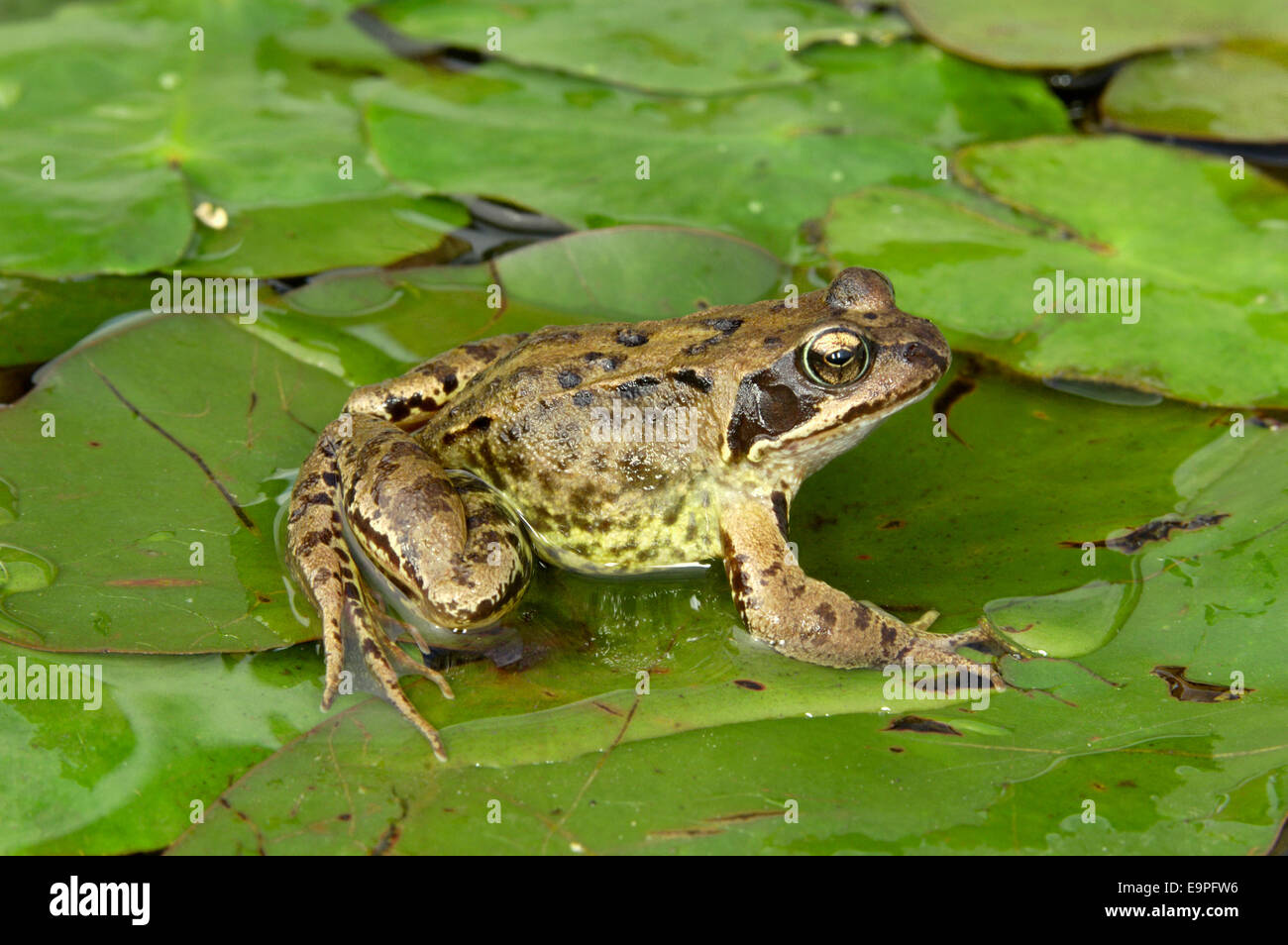 Common Frog - Rana temporaria Stock Photo
