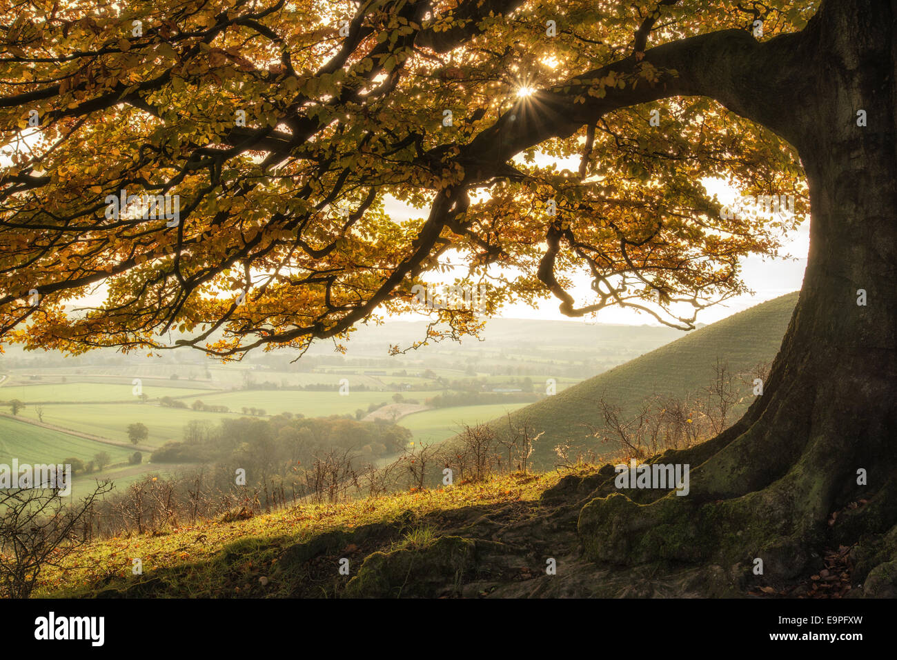 Beautiful golden Autumn tree lit by sunlight in landscape Stock Photo ...