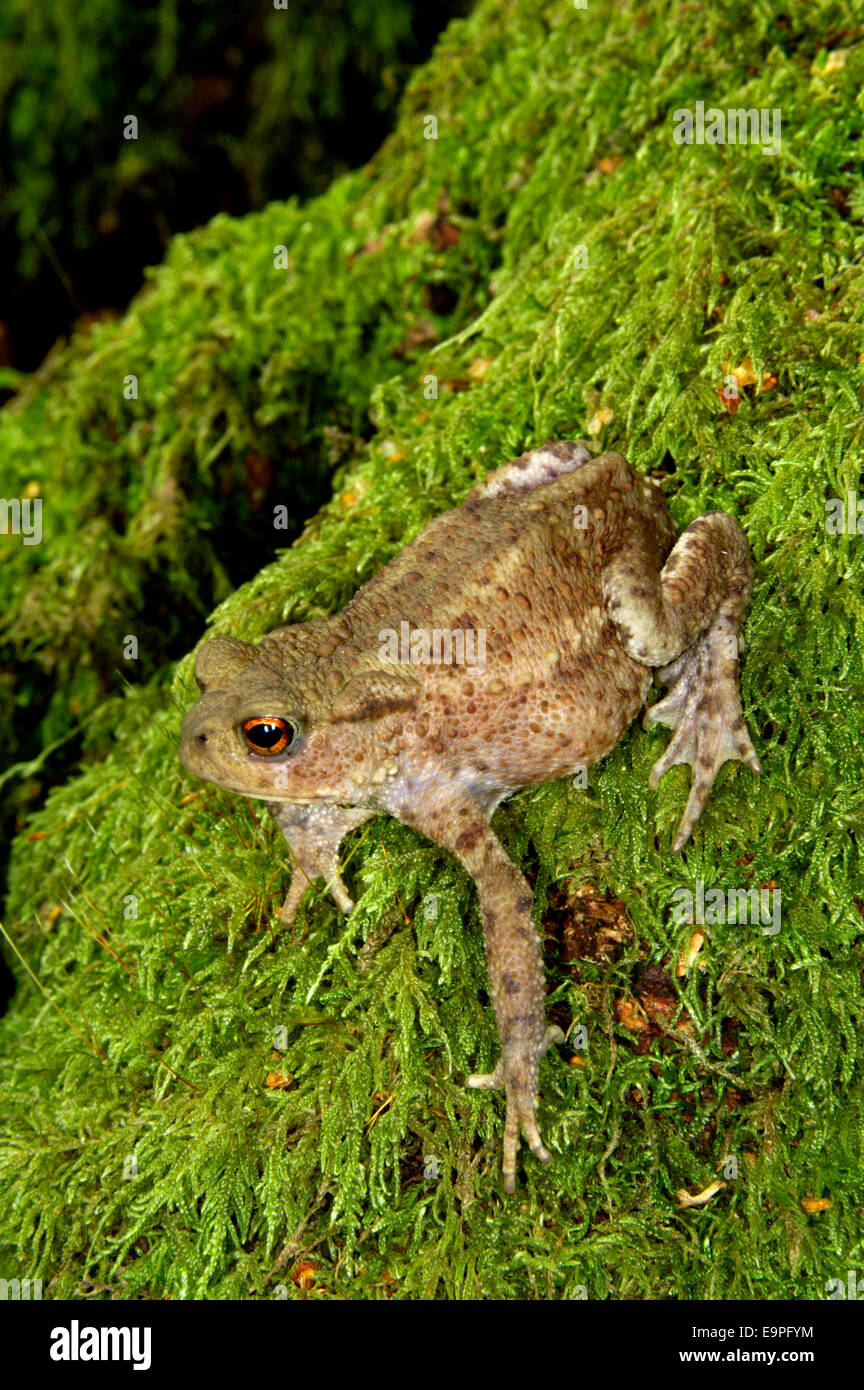 Common Toad - Bufo bufo Stock Photo