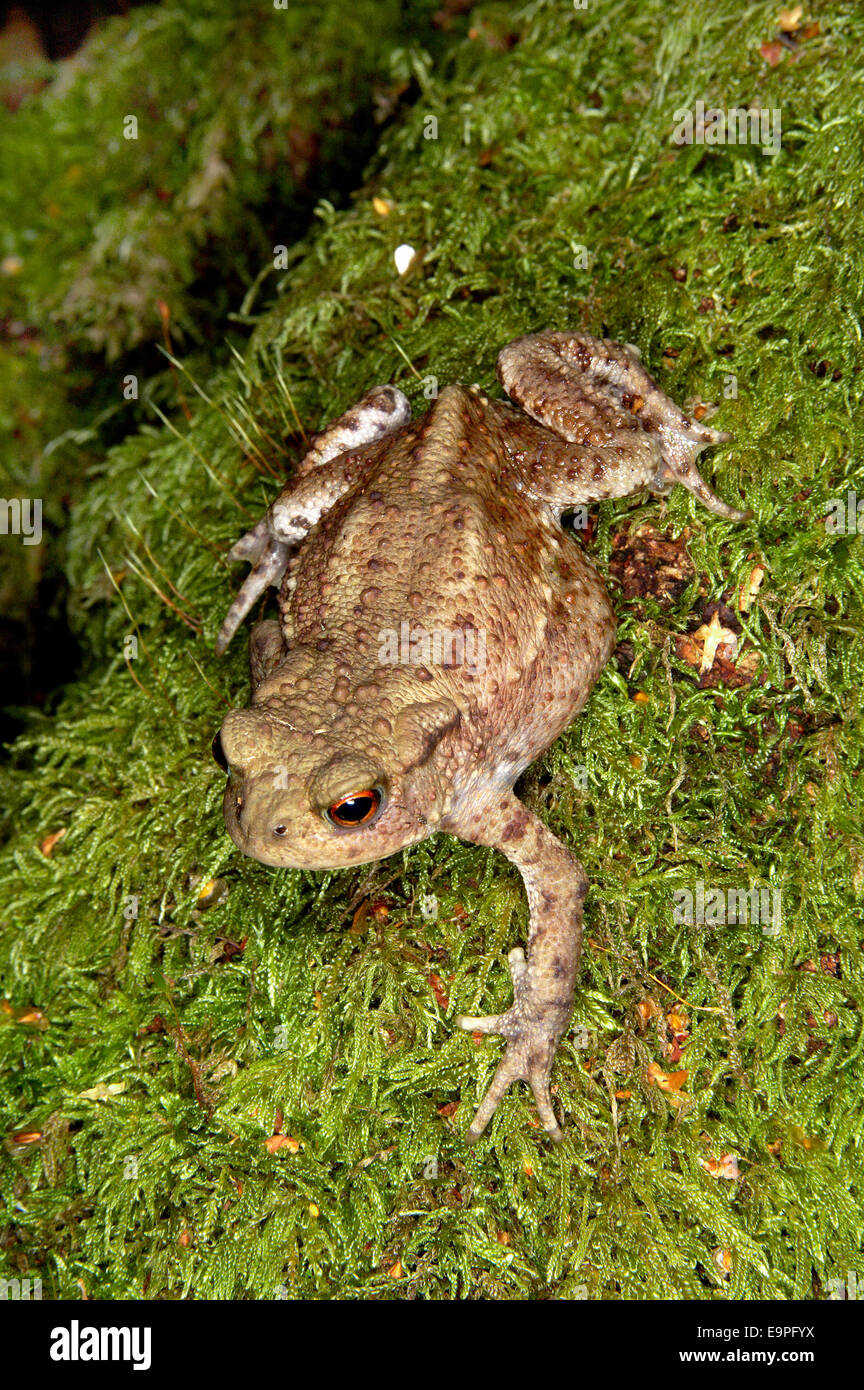 Common Toad - Bufo bufo Stock Photo