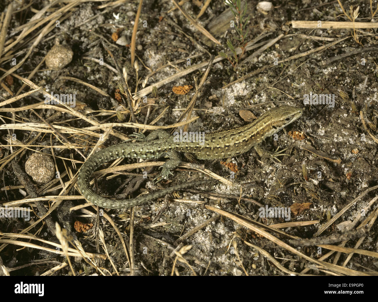 Common Lizard - Lacerta vivipara Stock Photo