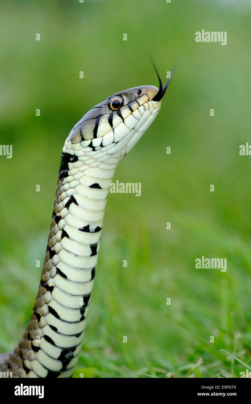 Grass Snake Natrix natrix Stock Photo