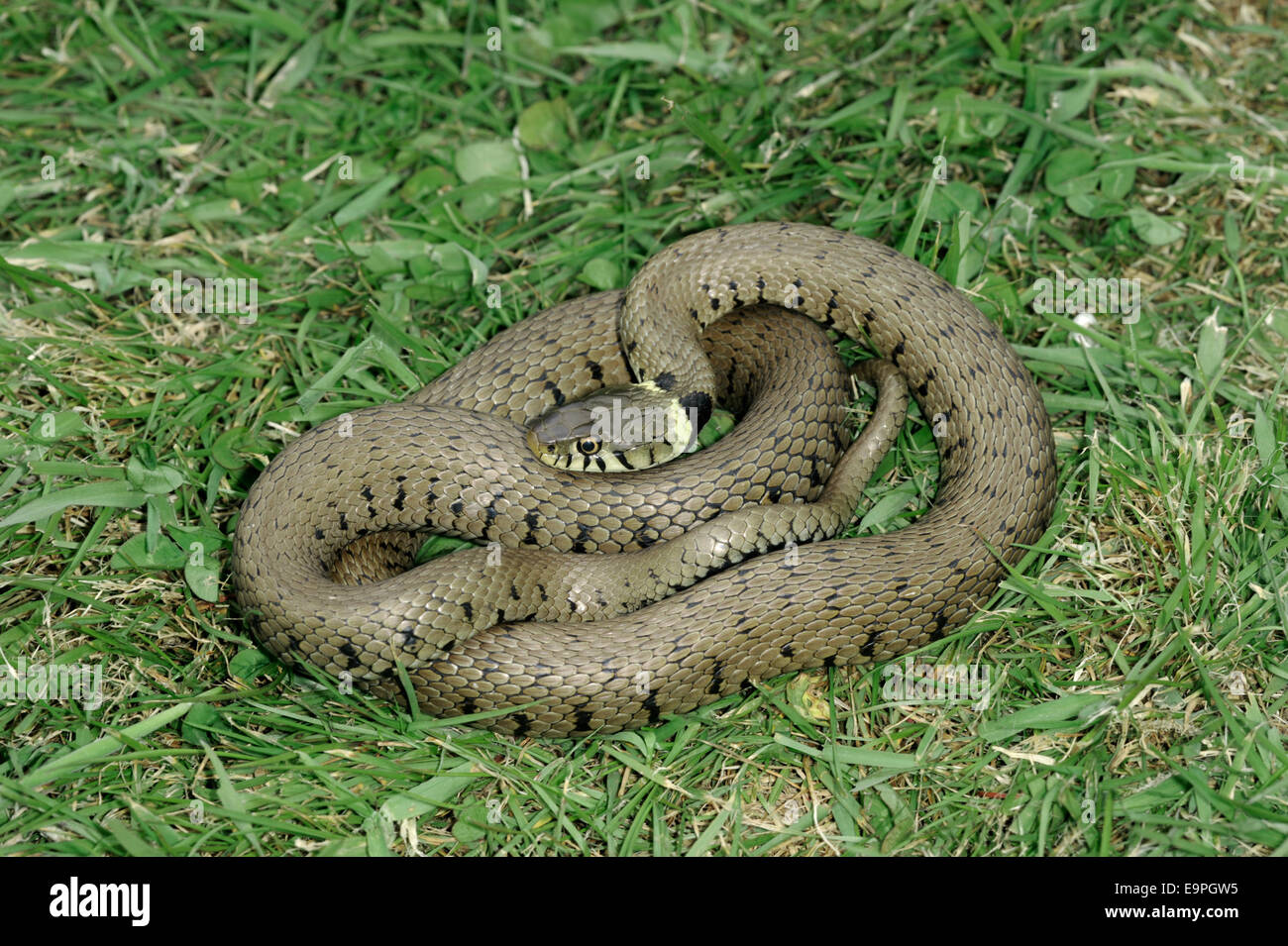 Grass Snake Natrix natrix Stock Photo