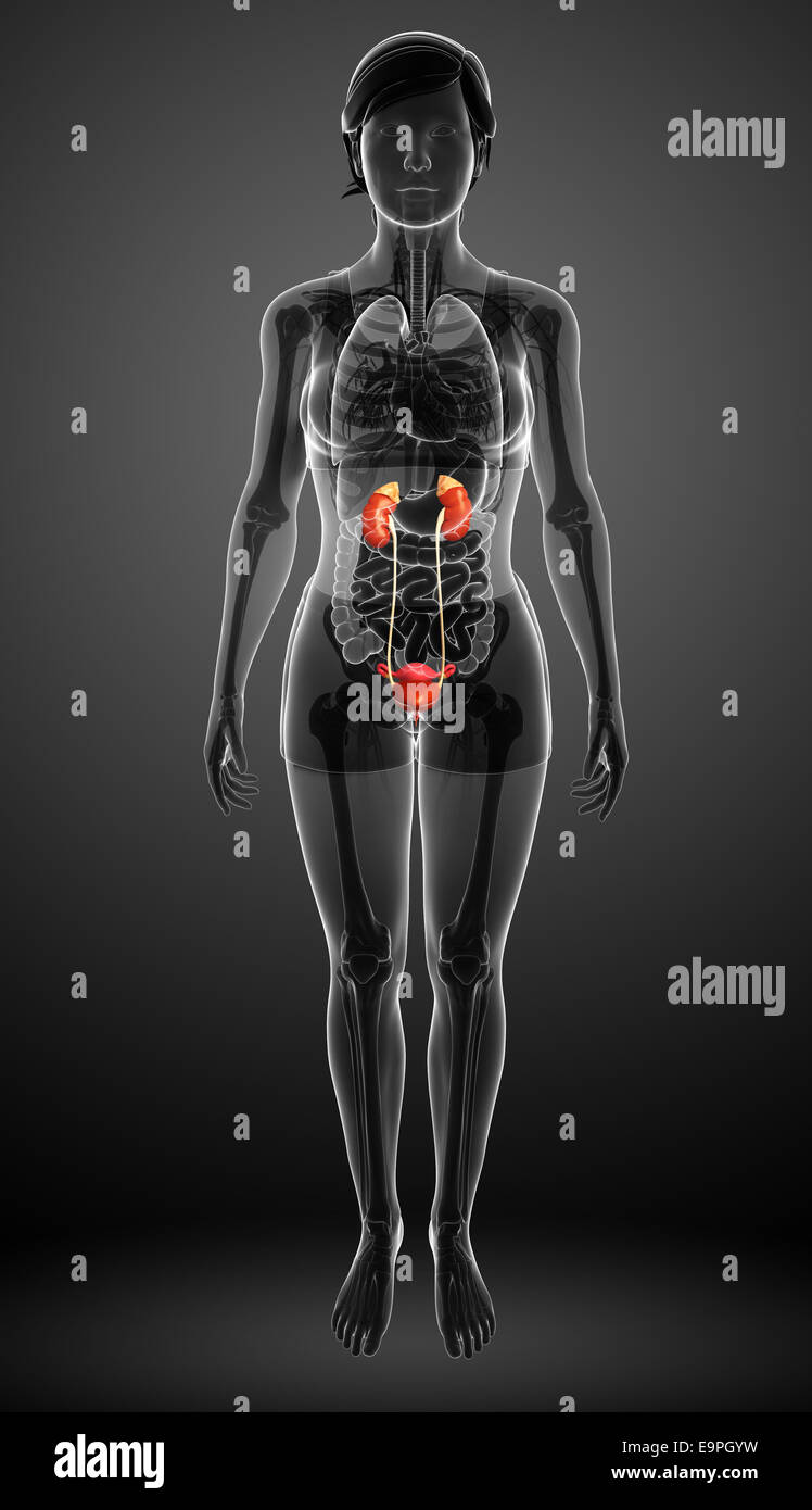 Illustration of Female urinary system Stock Photo Alamy