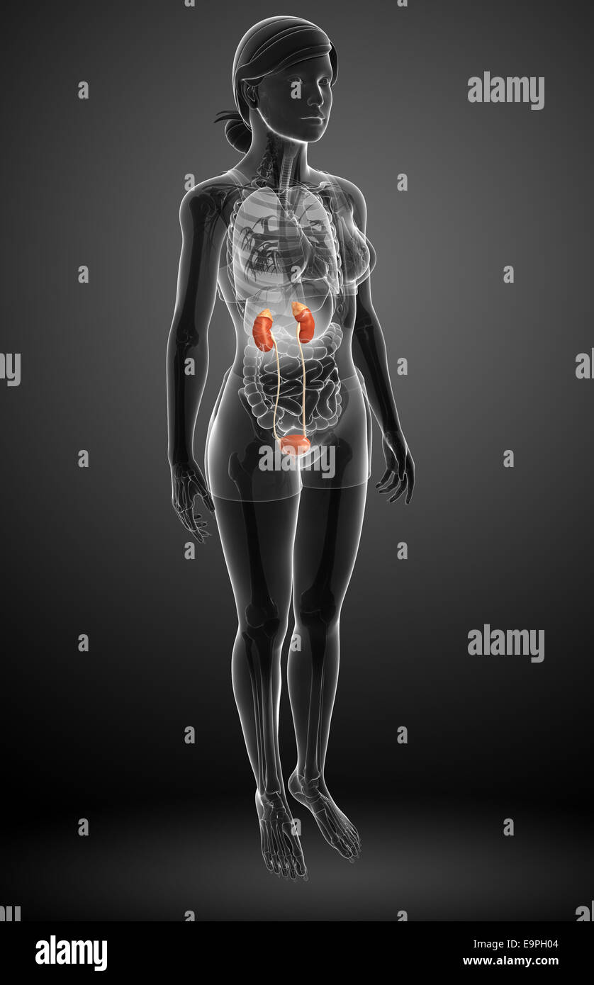 Illustration of Female urinary system Stock Photo - Alamy