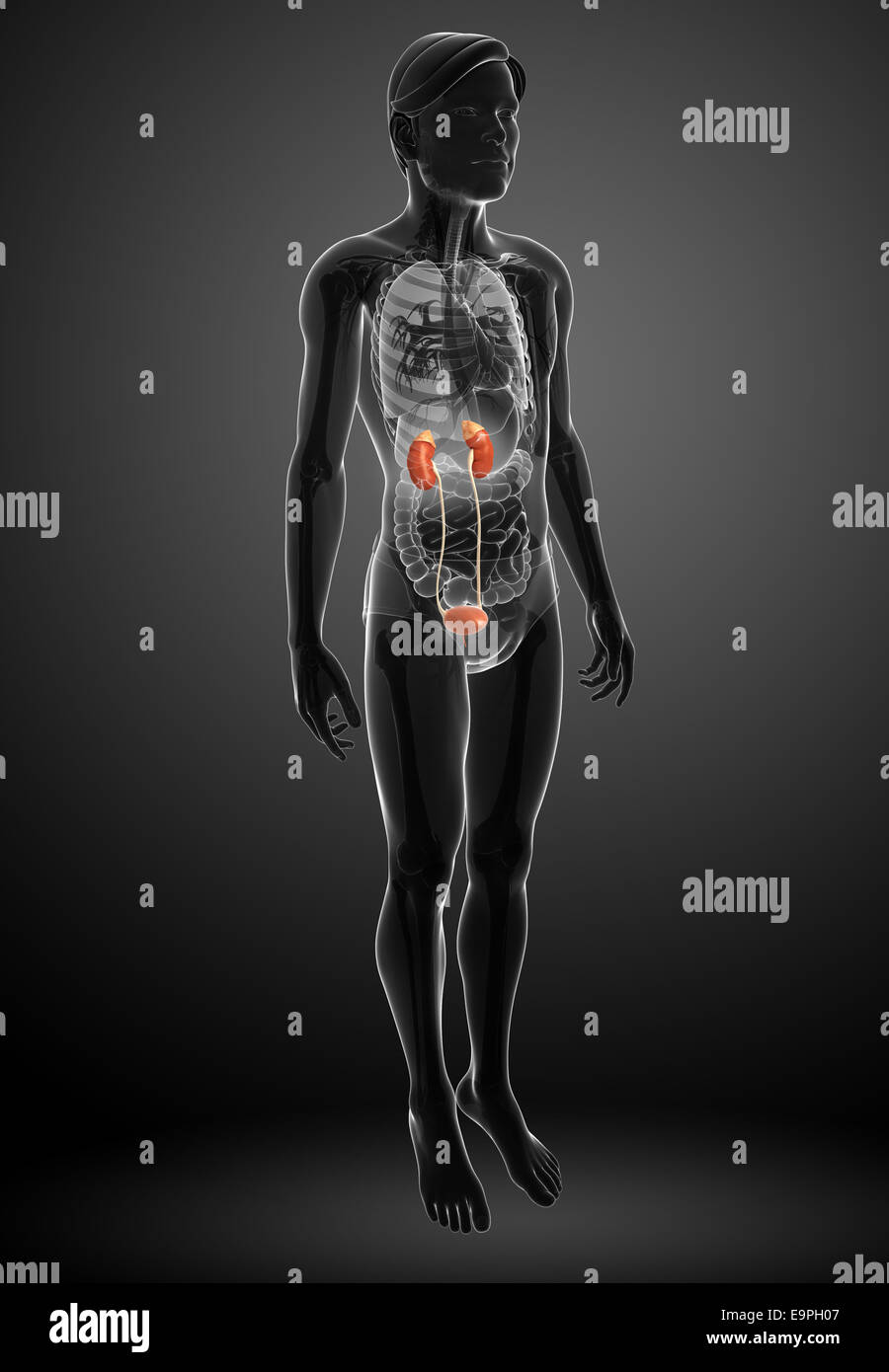 Illustration of Male urinary system Stock Photo - Alamy