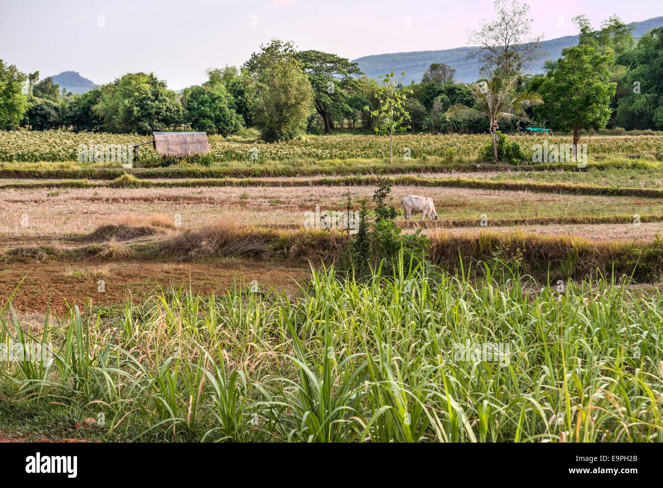Farmland at the Khorat Plateau after harvest, Thailand | Landschaft in der Khorat Ebene nach der Ernte, Thailand Stock Photo