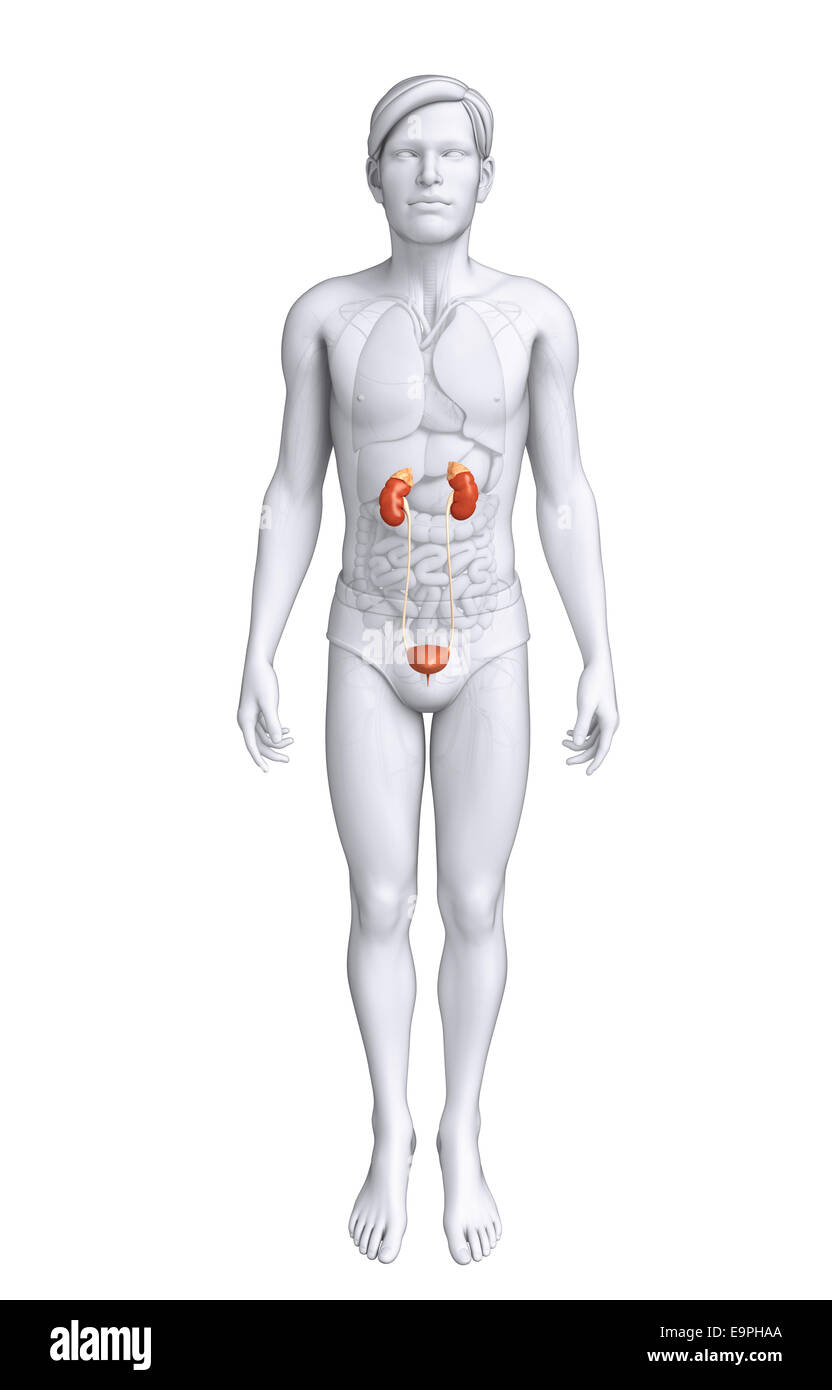 Illustration of Male urinary system Stock Photo - Alamy