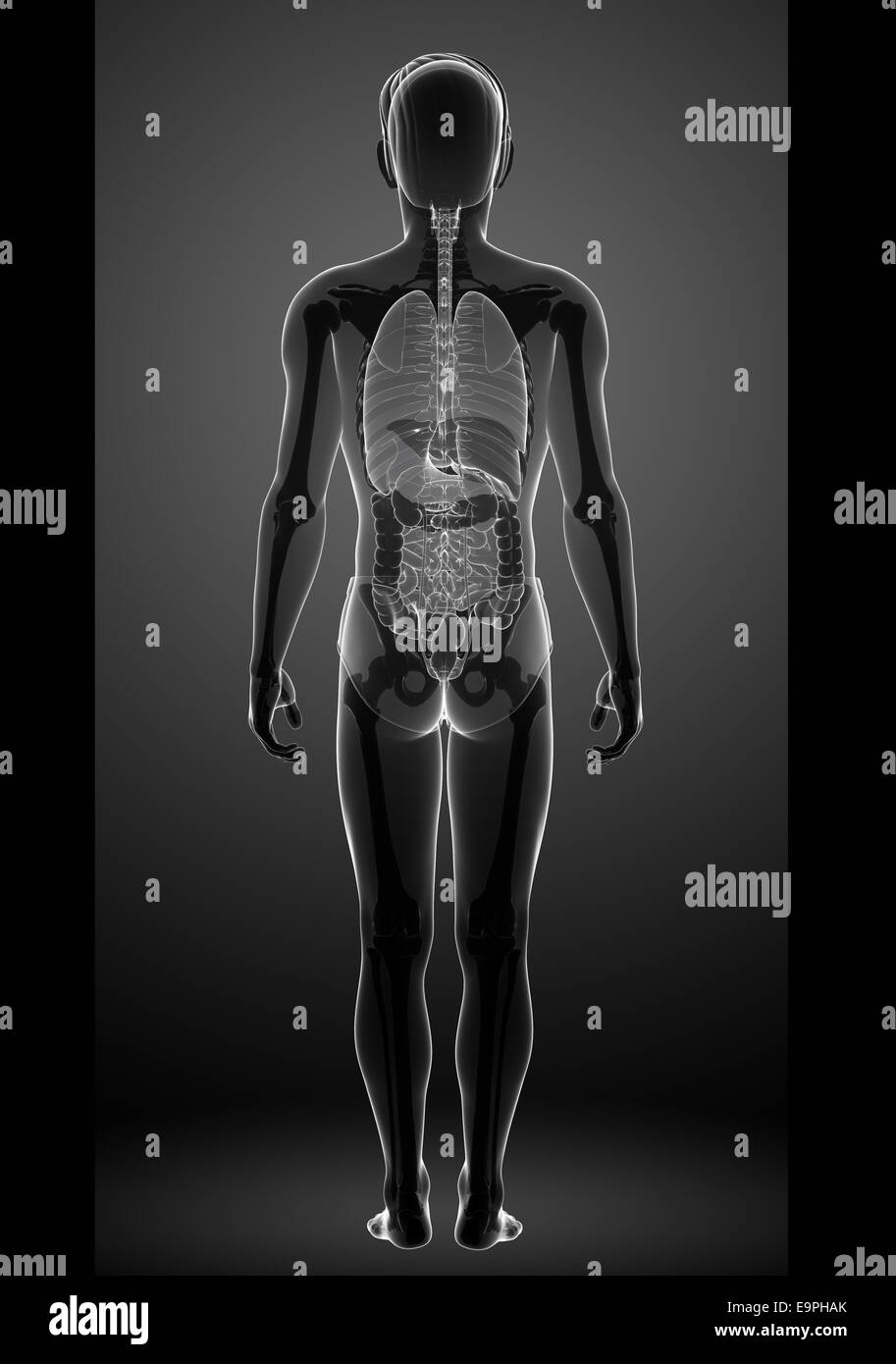 Illustration of x ray male digestive system artwork Stock Photo