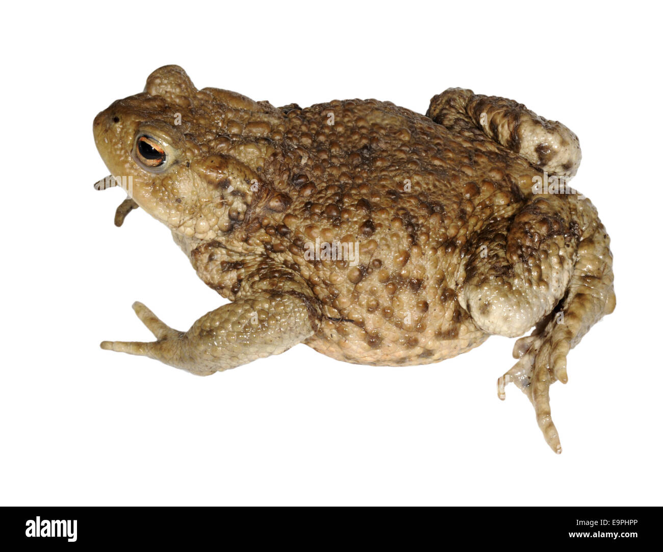 Common Toad - Bufo bufo Stock Photo - Alamy