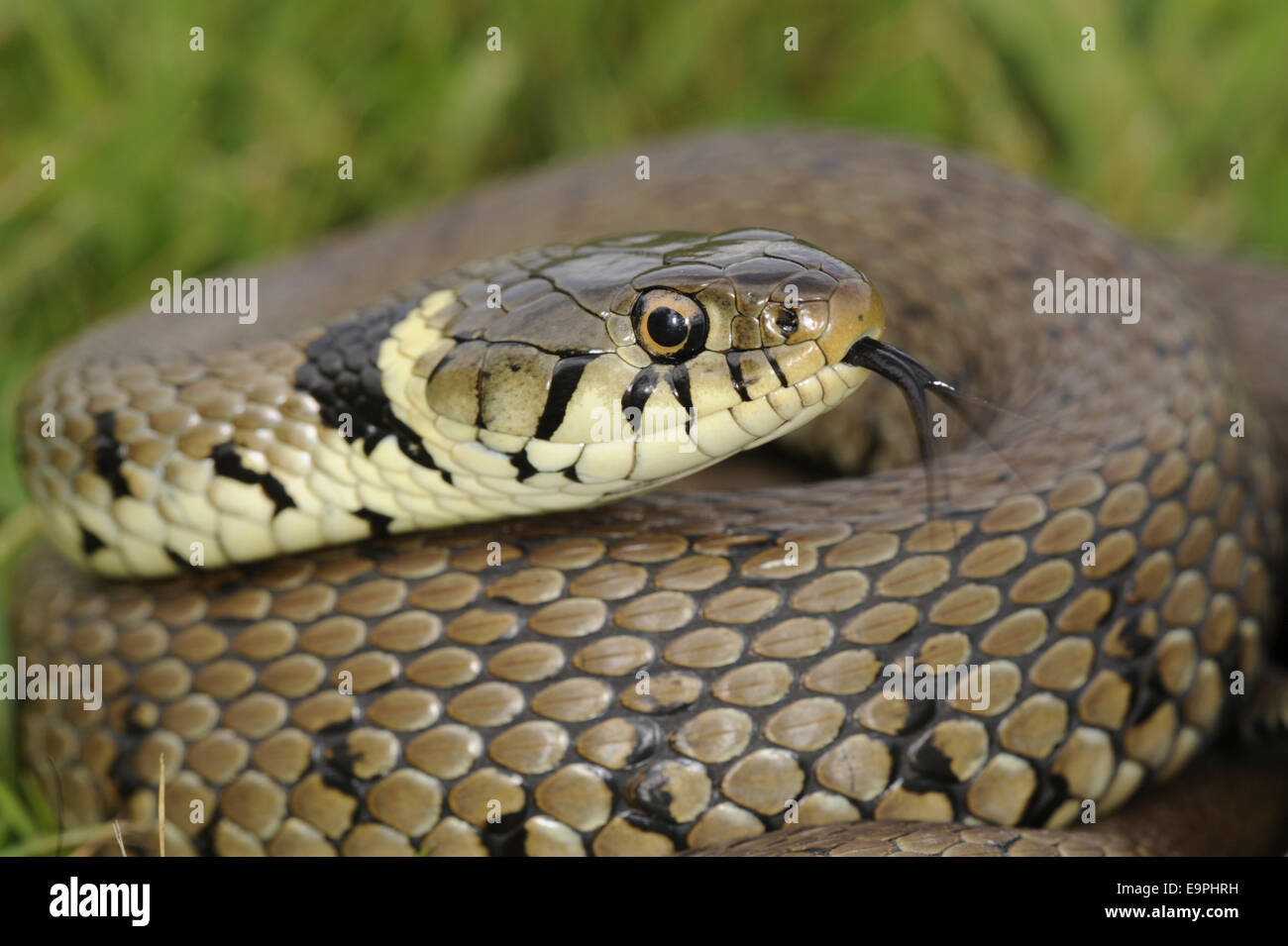 Grass Snake - Natrix natrix Stock Photo