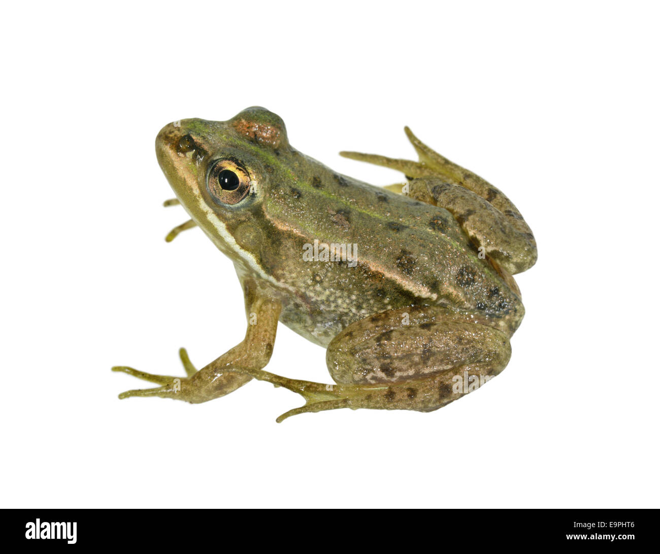 Pool Frog - Pelophylax lessonae Stock Photo