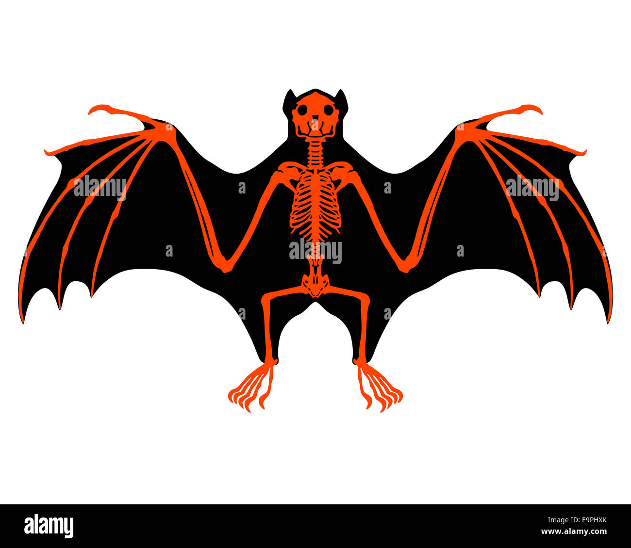 Bat skeleton Stock Photo Alamy