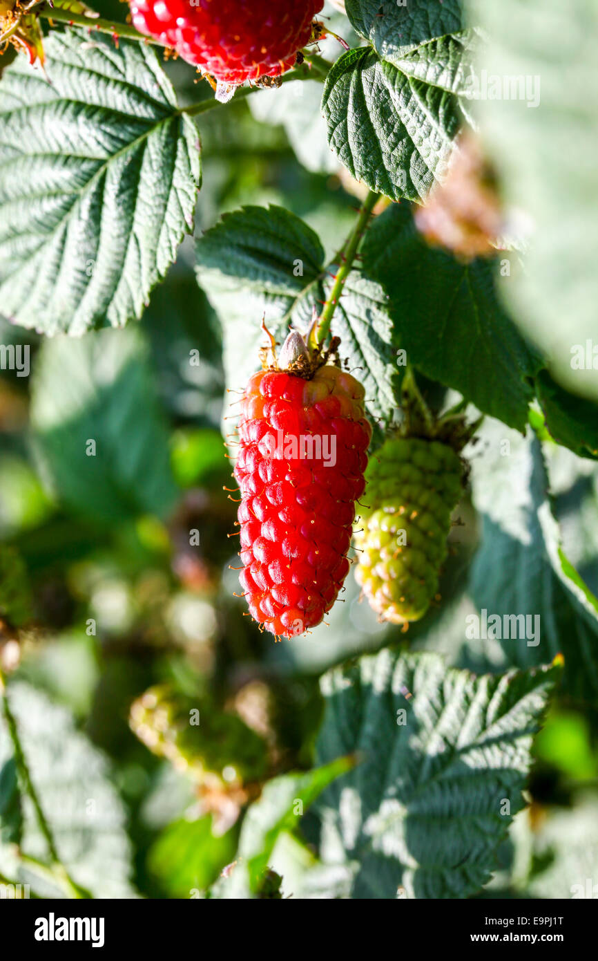 Loganberries of a Loganberry (Rubus × loganobaccus) fruits, a cross
