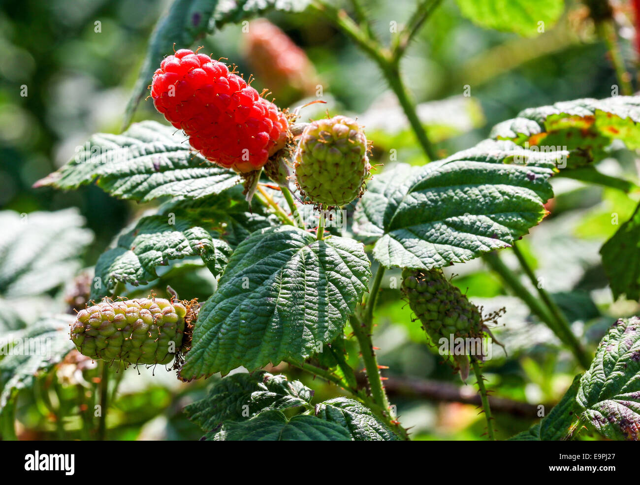 Loganberries of a Loganberry (Rubus × loganobaccus) fruits, a cross