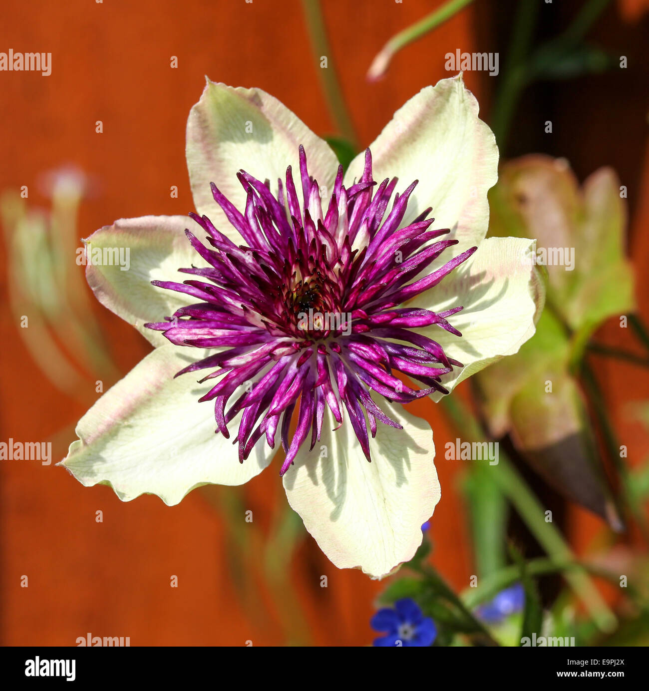 The white and purple flower of a Clematis (florida Sieboldii) Stock Photo