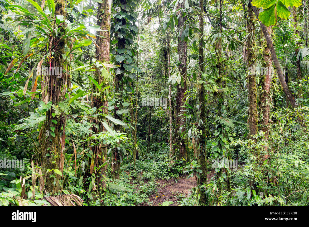 Path running through tropical rainforest near Sumaco National Park in the Ecuadorian Amazon. With a Pitcairnia bromeliad in flow Stock Photo
