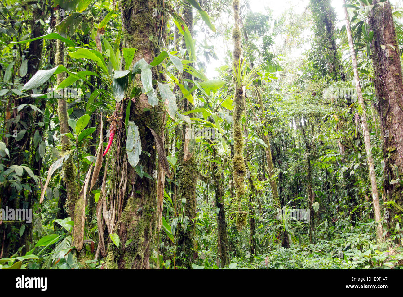 Interior of troipcal rainforest near Sumaco National Park in the Ecuadorian Amazon. With a Pitcairnia bromeliad in flower Stock Photo