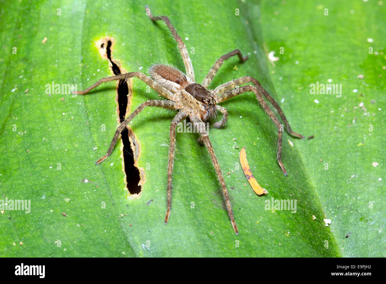 Amazonian wandering spider in tropical rainforest, Ecuador Stock Photo