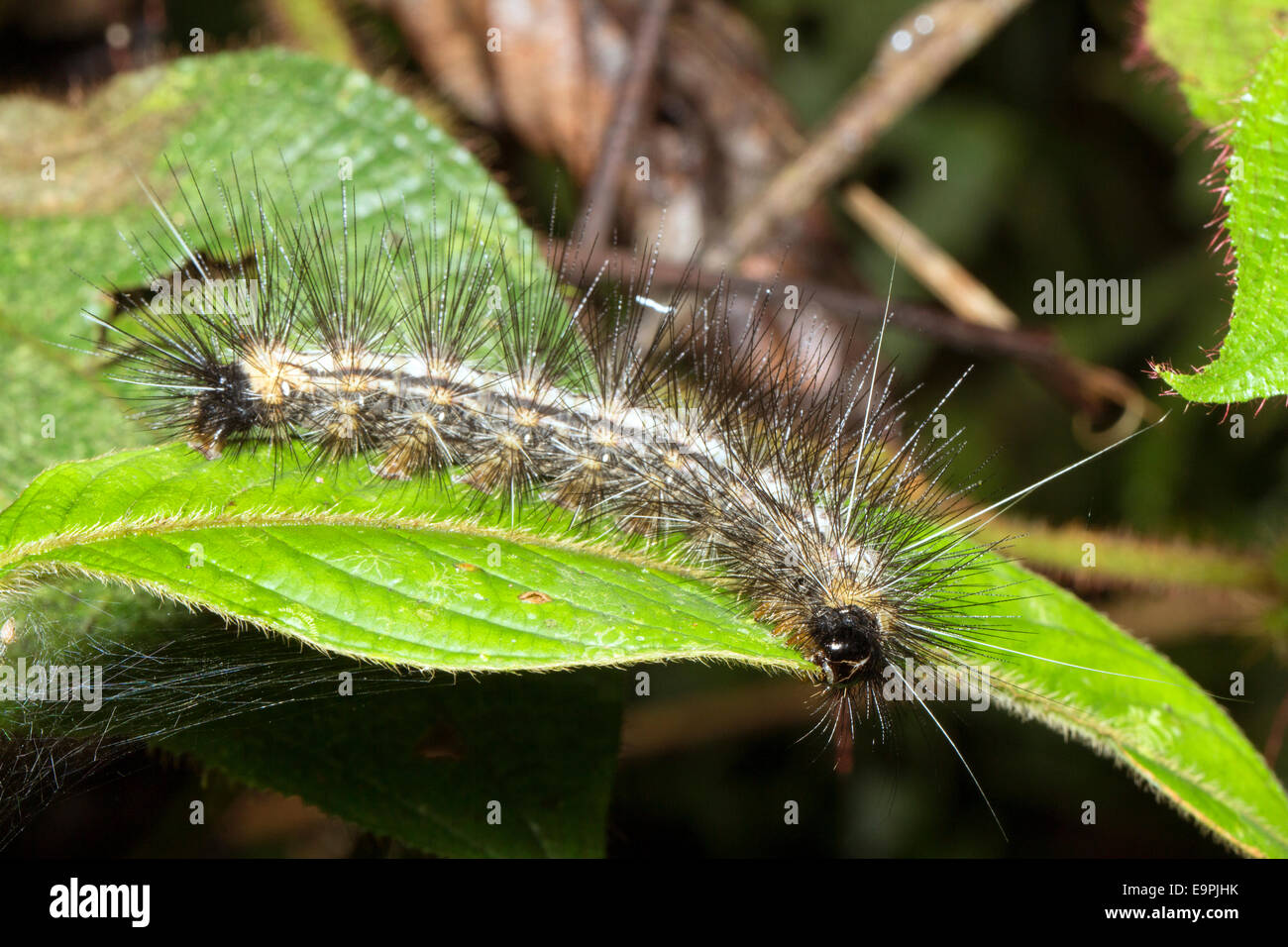 Hairy caterpillar in the rainforest understory, Ecuador Stock Photo